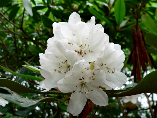 {Rhododendron maximum}